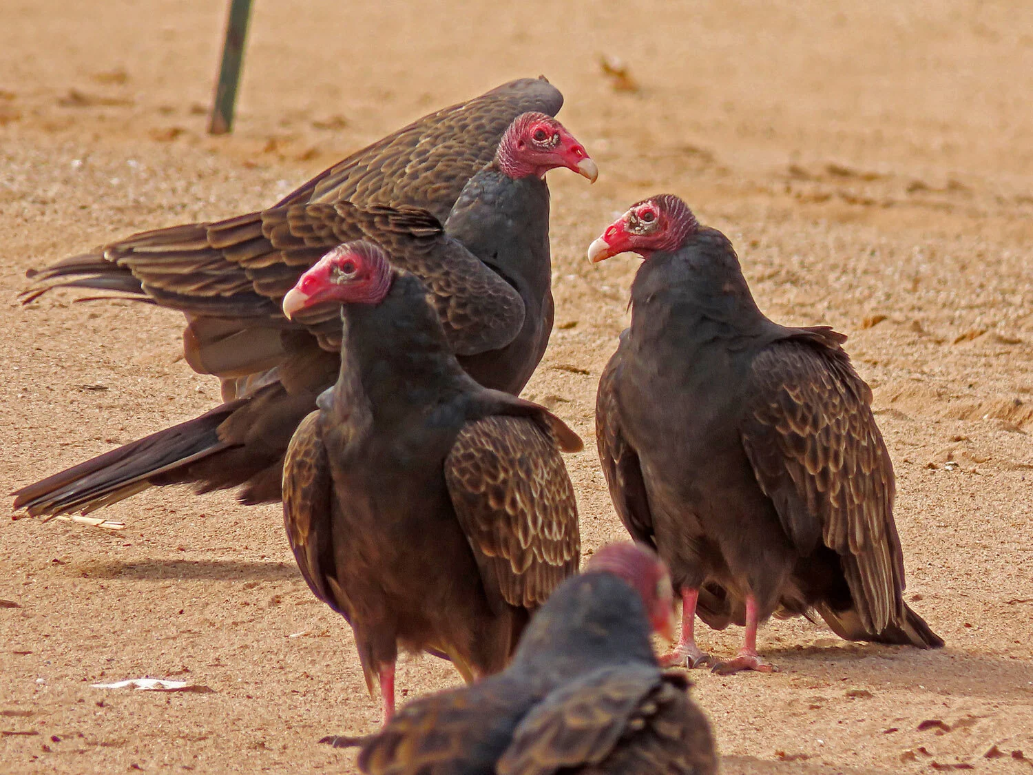 Turkey Vultures — Susan Kirby